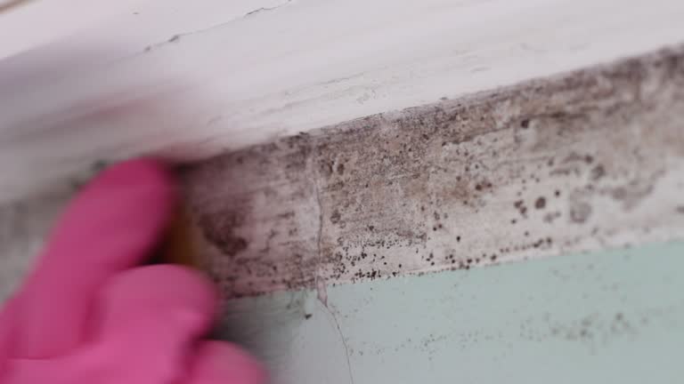 Best Mold Remediation for Vacation Homes  in Bowling Green, OH